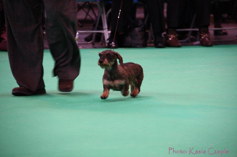 Crufts2011_2 1076.jpg